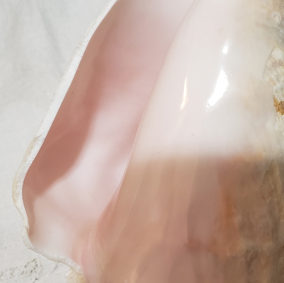 Heavy Conch Queen Shell - Picture 11 of 12